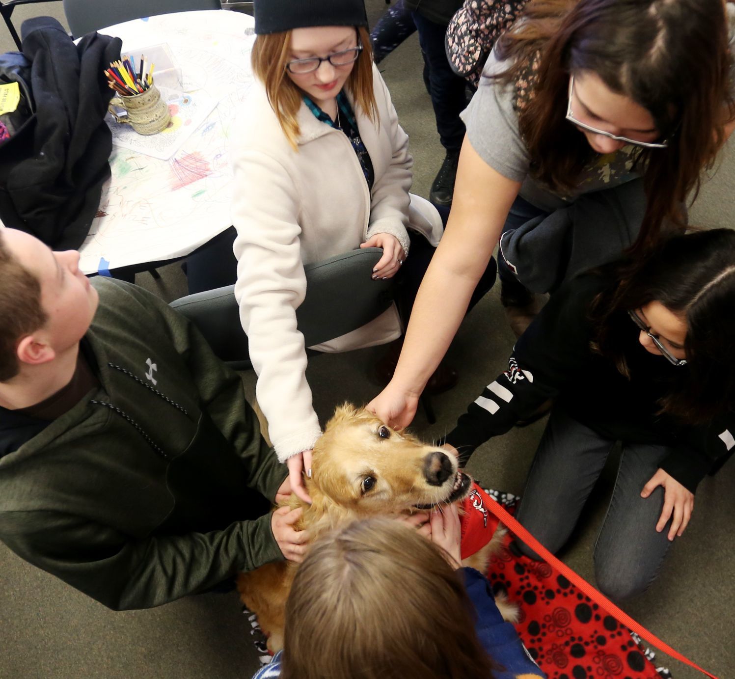 Therapy dogs